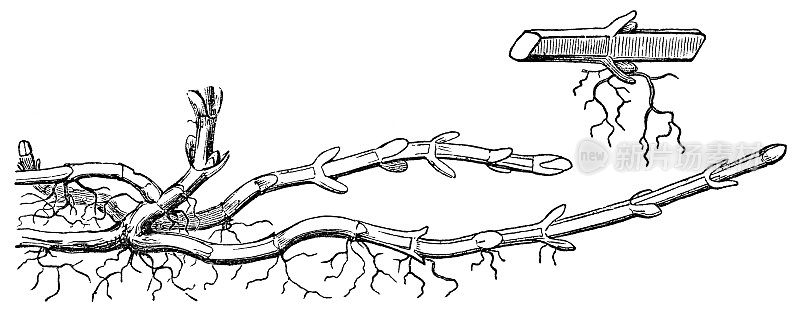 薄荷植物(薄荷×胡椒)匍匐根茎(根茎)- 19世纪